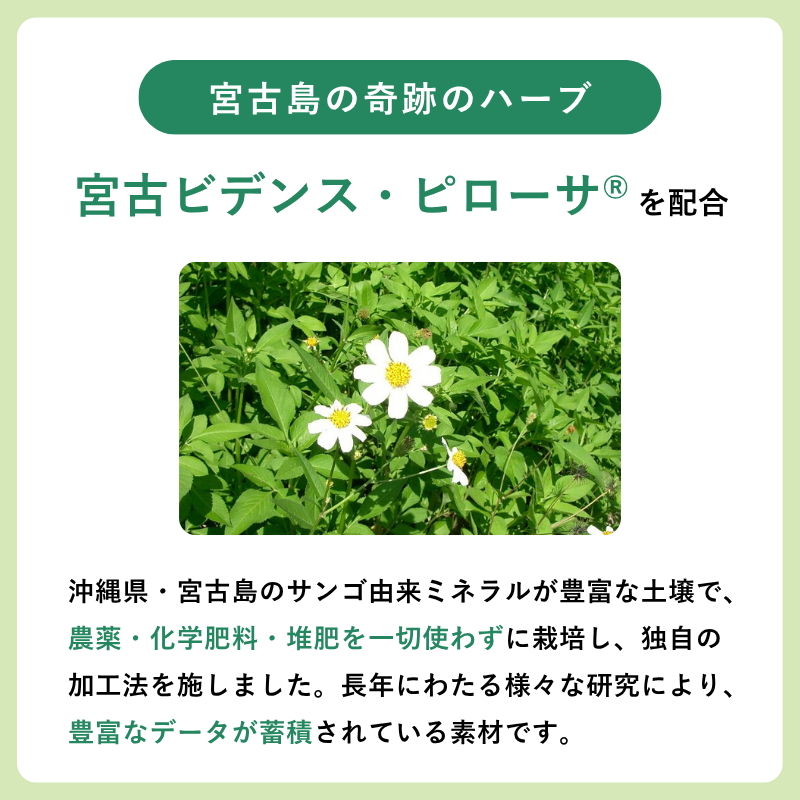 イムタス BP ハーブティー